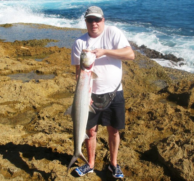 Quobba Giant Herring